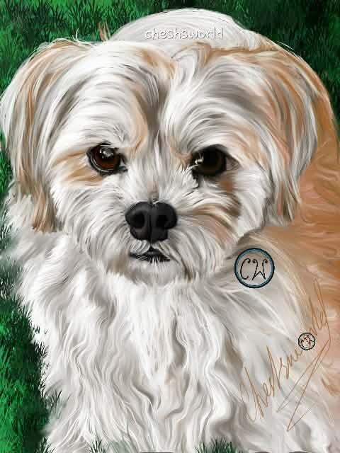 White fluffy dog